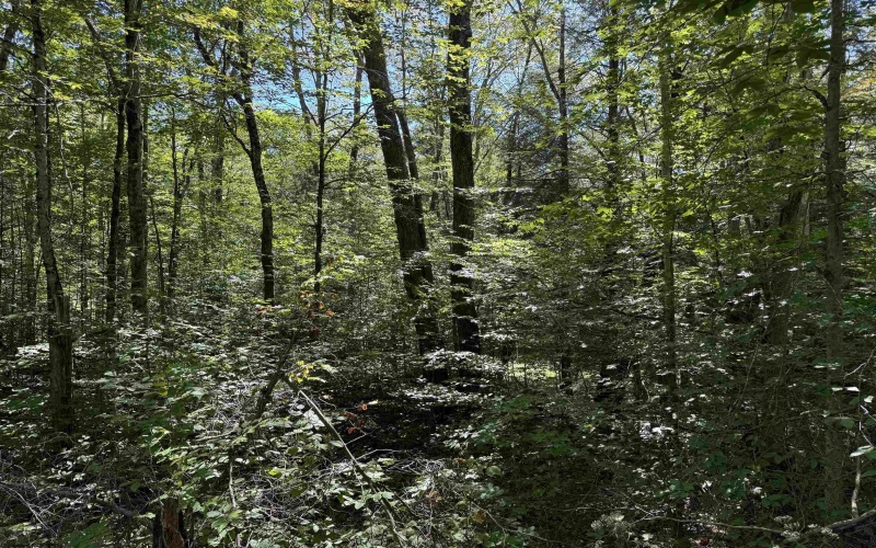 16 Black Bear Trail, Davis, West Virginia 26260, 0 , 0 ,0,Lots/land,For Sale,Black Bear,0,10166883 16 Black Bear Trail, Davis, West Virginia 26260, 0 , 0 ,0,Lots/land,For Sale,Black Bear,0,10166883