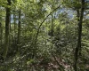 16 Black Bear Trail, Davis, West Virginia 26260, 0 , 0 ,0,Lots/land,For Sale,Black Bear,0,10166883 16 Black Bear Trail, Davis, West Virginia 26260, 0 , 0 ,0,Lots/land,For Sale,Black Bear,0,10166883