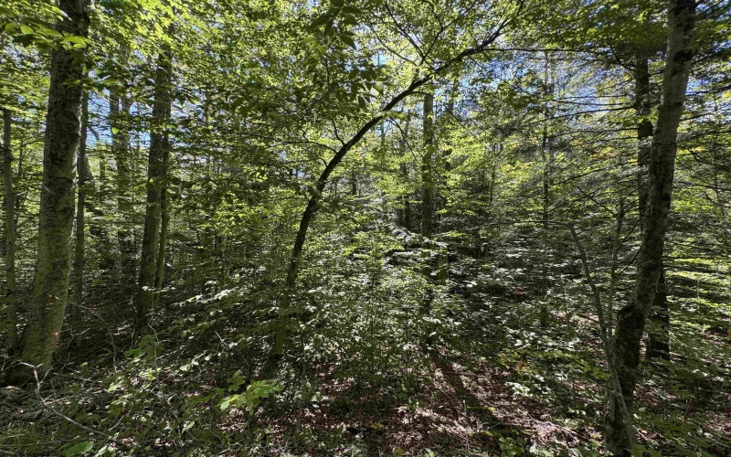 16 Black Bear Trail, Davis, West Virginia 26260, 0 , 0 ,0,Lots/land,For Sale,Black Bear,0,10166883 16 Black Bear Trail, Davis, West Virginia 26260, 0 , 0 ,0,Lots/land,For Sale,Black Bear,0,10166883