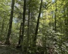 16 Black Bear Trail, Davis, West Virginia 26260, 0 , 0 ,0,Lots/land,For Sale,Black Bear,0,10166883 16 Black Bear Trail, Davis, West Virginia 26260, 0 , 0 ,0,Lots/land,For Sale,Black Bear,0,10166883