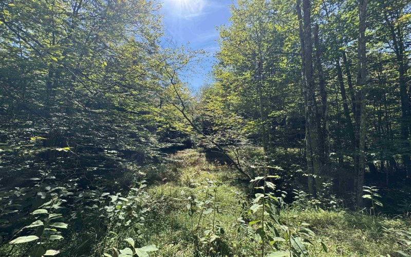 16 Black Bear Trail, Davis, West Virginia 26260, 0 , 0 ,0,Lots/land,For Sale,Black Bear,0,10166883 16 Black Bear Trail, Davis, West Virginia 26260, 0 , 0 ,0,Lots/land,For Sale,Black Bear,0,10166883