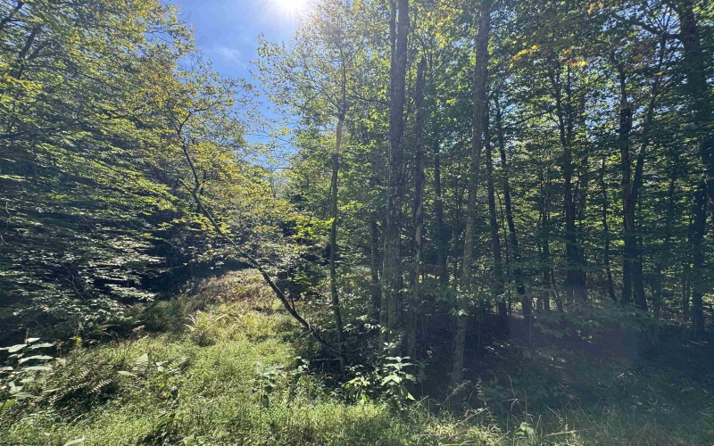 16 Black Bear Trail, Davis, West Virginia 26260, 0 , 0 ,0,Lots/land,For Sale,Black Bear,0,10166883 16 Black Bear Trail, Davis, West Virginia 26260, 0 , 0 ,0,Lots/land,For Sale,Black Bear,0,10166883