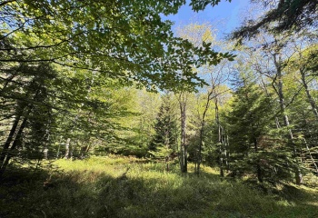 16 Black Bear Trail, Davis, West Virginia 26260, 0 , 0 ,0,Lots/land,For Sale,Black Bear,0,10166883