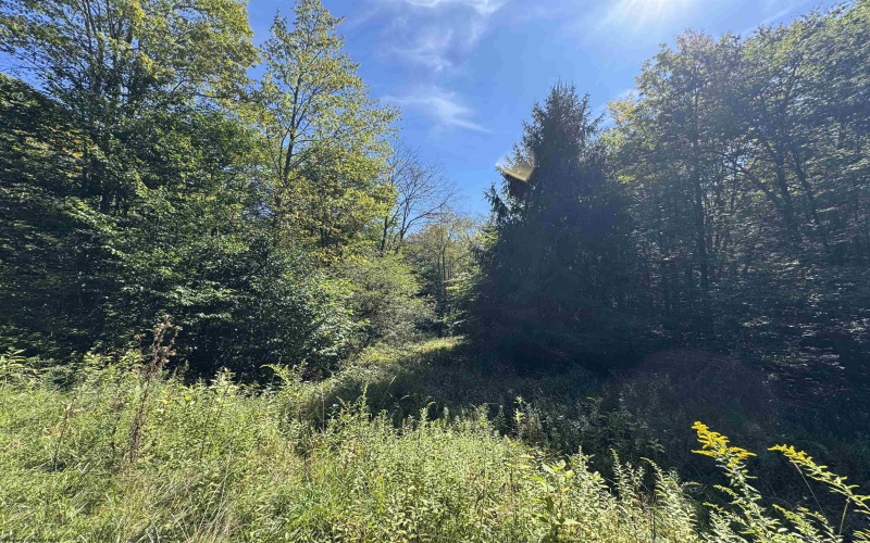 16 Black Bear Trail, Davis, West Virginia 26260, 0 , 0 ,0,Lots/land,For Sale,Black Bear,0,10166883 16 Black Bear Trail, Davis, West Virginia 26260, 0 , 0 ,0,Lots/land,For Sale,Black Bear,0,10166883