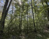 16 Black Bear Trail, Davis, West Virginia 26260, 0 , 0 ,0,Lots/land,For Sale,Black Bear,0,10166883 16 Black Bear Trail, Davis, West Virginia 26260, 0 , 0 ,0,Lots/land,For Sale,Black Bear,0,10166883