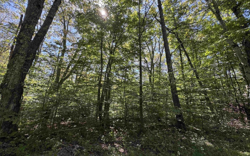 16 Black Bear Trail, Davis, West Virginia 26260, 0 , 0 ,0,Lots/land,For Sale,Black Bear,0,10166883 16 Black Bear Trail, Davis, West Virginia 26260, 0 , 0 ,0,Lots/land,For Sale,Black Bear,0,10166883