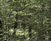 16 Black Bear Trail, Davis, West Virginia 26260, 0 , 0 ,0,Lots/land,For Sale,Black Bear,0,10166883 16 Black Bear Trail, Davis, West Virginia 26260, 0 , 0 ,0,Lots/land,For Sale,Black Bear,0,10166883
