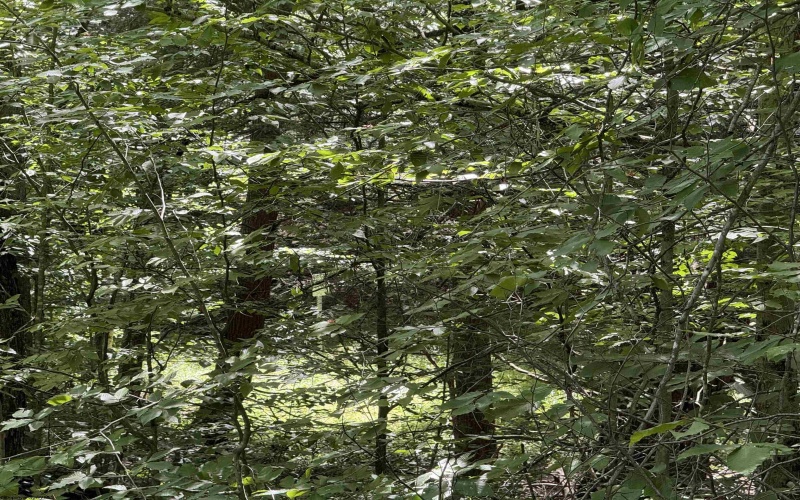 16 Black Bear Trail, Davis, West Virginia 26260, 0 , 0 ,0,Lots/land,For Sale,Black Bear,0,10166883 16 Black Bear Trail, Davis, West Virginia 26260, 0 , 0 ,0,Lots/land,For Sale,Black Bear,0,10166883