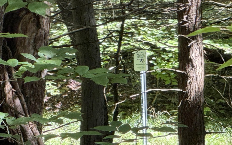 16 Black Bear Trail, Davis, West Virginia 26260, 0 , 0 ,0,Lots/land,For Sale,Black Bear,0,10166883 16 Black Bear Trail, Davis, West Virginia 26260, 0 , 0 ,0,Lots/land,For Sale,Black Bear,0,10166883