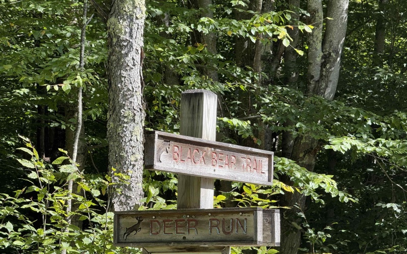 16 Black Bear Trail, Davis, West Virginia 26260, 0 , 0 ,0,Lots/land,For Sale,Black Bear,0,10166883 16 Black Bear Trail, Davis, West Virginia 26260, 0 , 0 ,0,Lots/land,For Sale,Black Bear,0,10166883