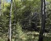 16 Black Bear Trail, Davis, West Virginia 26260, 0 , 0 ,0,Lots/land,For Sale,Black Bear,0,10166883 16 Black Bear Trail, Davis, West Virginia 26260, 0 , 0 ,0,Lots/land,For Sale,Black Bear,0,10166883