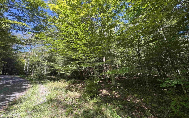 16 Black Bear Trail, Davis, West Virginia 26260, 0 , 0 ,0,Lots/land,For Sale,Black Bear,0,10166883 16 Black Bear Trail, Davis, West Virginia 26260, 0 , 0 ,0,Lots/land,For Sale,Black Bear,0,10166883