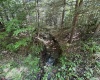 16 Black Bear Trail, Davis, West Virginia 26260, 0 , 0 ,0,Lots/land,For Sale,Black Bear,0,10166883 16 Black Bear Trail, Davis, West Virginia 26260, 0 , 0 ,0,Lots/land,For Sale,Black Bear,0,10166883