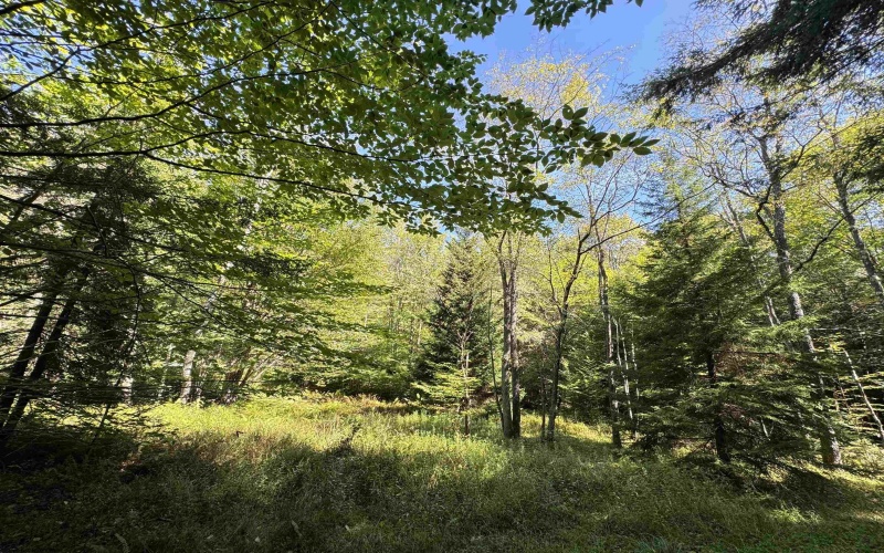 16 Black Bear Trail, Davis, West Virginia 26260, 0 , 0 ,0,Lots/land,For Sale,Black Bear,0,10166883 16 Black Bear Trail, Davis, West Virginia 26260, 0 , 0 ,0,Lots/land,For Sale,Black Bear,0,10166883
