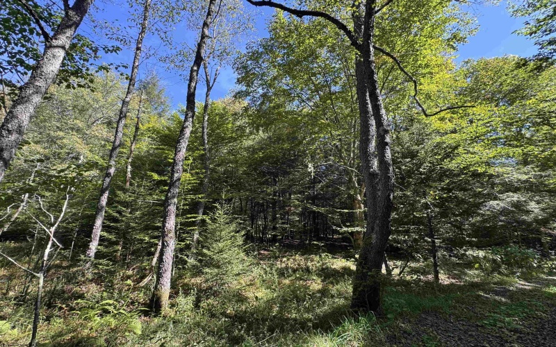 16 Black Bear Trail, Davis, West Virginia 26260, 0 , 0 ,0,Lots/land,For Sale,Black Bear,0,10166883 16 Black Bear Trail, Davis, West Virginia 26260, 0 , 0 ,0,Lots/land,For Sale,Black Bear,0,10166883