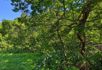 681 KNOTTSVILLE Road, Grafton, West Virginia 26354, 0 , 0 ,0,Lots/land,For Sale,KNOTTSVILLE,0,10166888