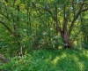 681 KNOTTSVILLE Road, Grafton, West Virginia 26354, 0 , 0 ,0,Lots/land,For Sale,KNOTTSVILLE,0,10166888