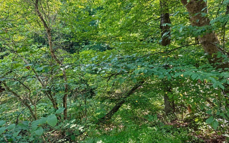 681 KNOTTSVILLE Road, Grafton, West Virginia 26354, 0 , 0 ,0,Lots/land,For Sale,KNOTTSVILLE,0,10166888