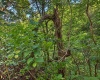 681 KNOTTSVILLE Road, Grafton, West Virginia 26354, 0 , 0 ,0,Lots/land,For Sale,KNOTTSVILLE,0,10166888