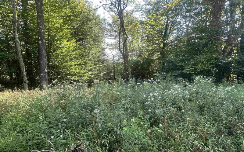 Lot 47 Lira Lane, Davis, West Virginia 26260, 0 , 0 ,0,Lots/land,For Sale,Lira,0,10166891