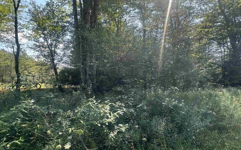 Lot 47 Lira Lane, Davis, West Virginia 26260, 0 , 0 ,0,Lots/land,For Sale,Lira,0,10166891