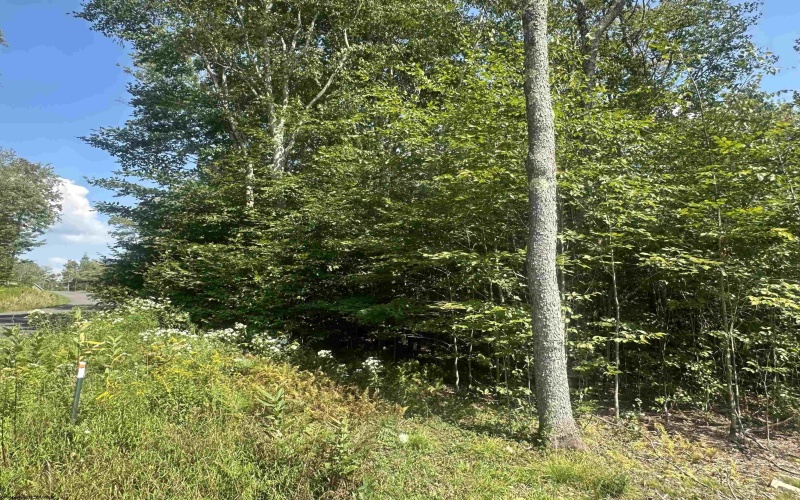 Lot 47 Lira Lane, Davis, West Virginia 26260, 0 , 0 ,0,Lots/land,For Sale,Lira,0,10166891