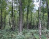 TBD Massie Hollow Road, Rivesville, West Virginia 26588, 0 , 0 ,0,Lots/land,For Sale,Massie Hollow,0,10166948