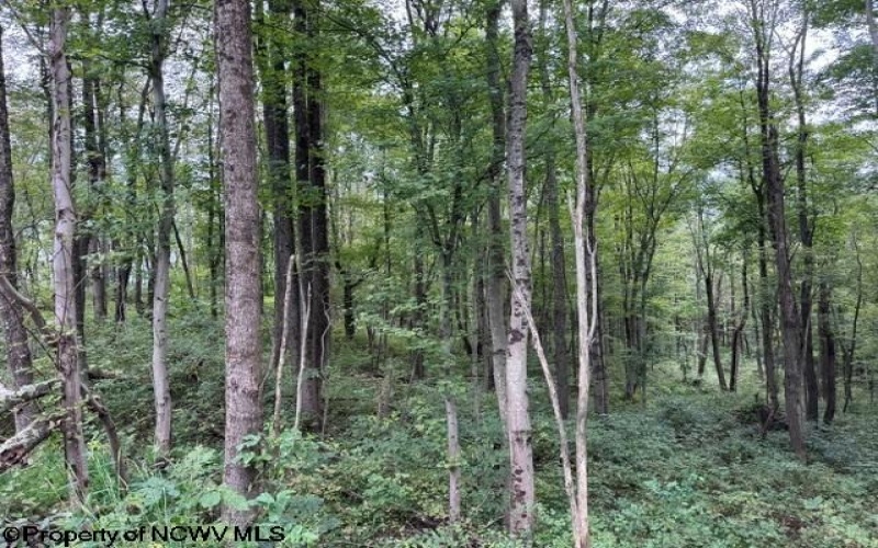 TBD Massie Hollow Road, Rivesville, West Virginia 26588, 0 , 0 ,0,Lots/land,For Sale,Massie Hollow,0,10166948