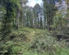TBD Massie Hollow Road, Rivesville, West Virginia 26588, 0 , 0 ,0,Lots/land,For Sale,Massie Hollow,0,10166948