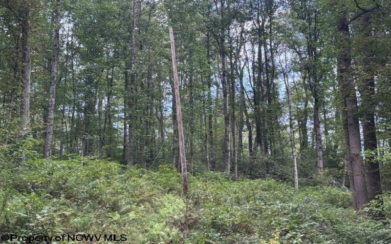 TBD Massie Hollow Road, Rivesville, West Virginia 26588, 0 , 0 ,0,Lots/land,For Sale,Massie Hollow,0,10166948