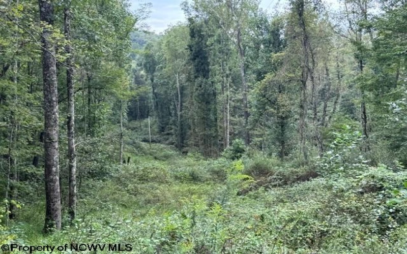 TBD Massie Hollow Road, Rivesville, West Virginia 26588, 0 , 0 ,0,Lots/land,For Sale,Massie Hollow,0,10166948