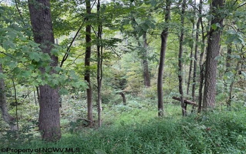 TBD Massie Hollow Road, Rivesville, West Virginia 26588, 0 , 0 ,0,Lots/land,For Sale,Massie Hollow,0,10166948