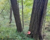 TBD Massie Hollow Road, Rivesville, West Virginia 26588, 0 , 0 ,0,Lots/land,For Sale,Massie Hollow,0,10166948
