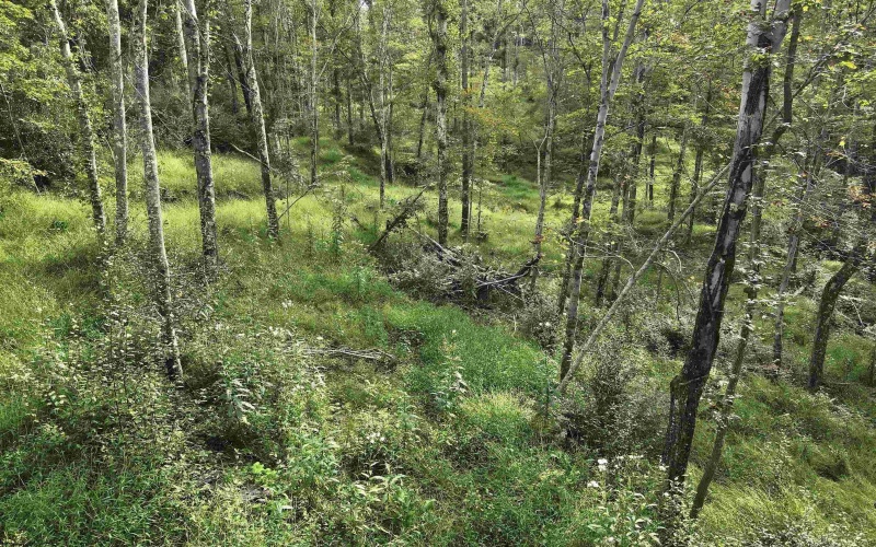 TBD Dutch Hollow Road, Weston, West Virginia 26452, 0 , 0 ,0,Lots/land,For Sale,Dutch Hollow,0,10166977