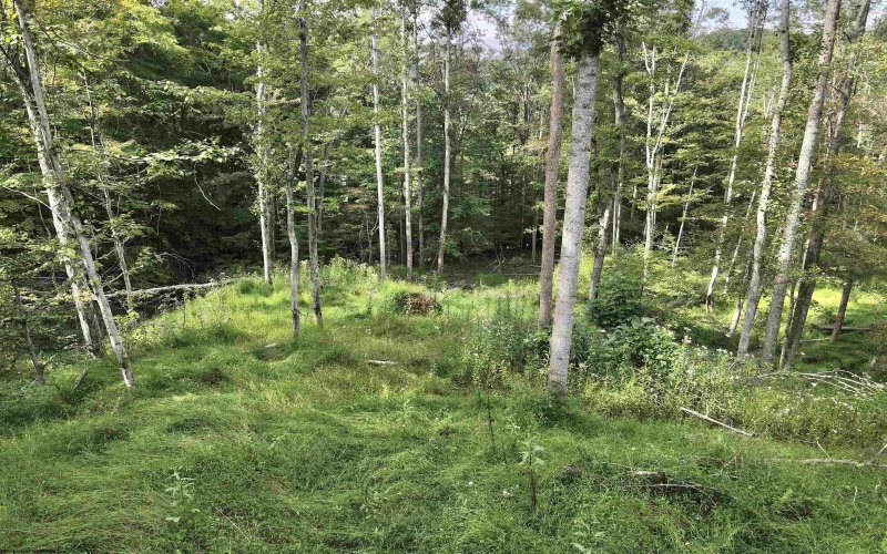 TBD Dutch Hollow Road, Weston, West Virginia 26452, 0 , 0 ,0,Lots/land,For Sale,Dutch Hollow,0,10166977