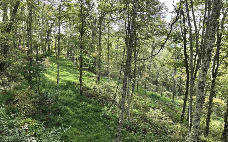 TBD Dutch Hollow Road, Weston, West Virginia 26452, 0 , 0 ,0,Lots/land,For Sale,Dutch Hollow,0,10166977