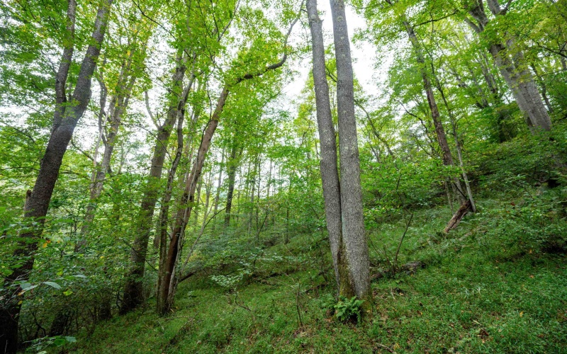 Lot 1 Saltlick Road, Rowlesburg, West Virginia 26425, 0 , 0 ,0,Lots/land,For Sale,Saltlick,0,10166982