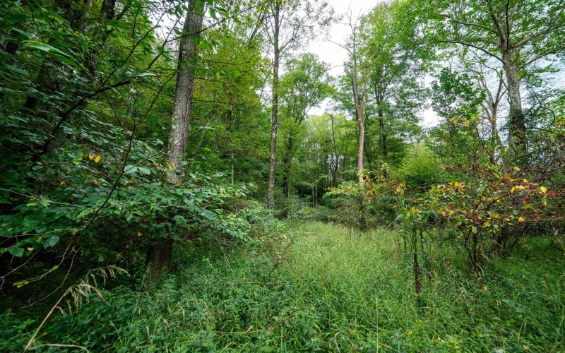 Lot 1 Saltlick Road, Rowlesburg, West Virginia 26425, 0 , 0 ,0,Lots/land,For Sale,Saltlick,0,10166982