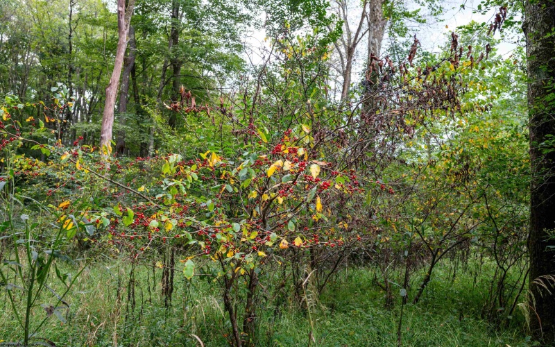 Lot 1 Saltlick Road, Rowlesburg, West Virginia 26425, 0 , 0 ,0,Lots/land,For Sale,Saltlick,0,10166982