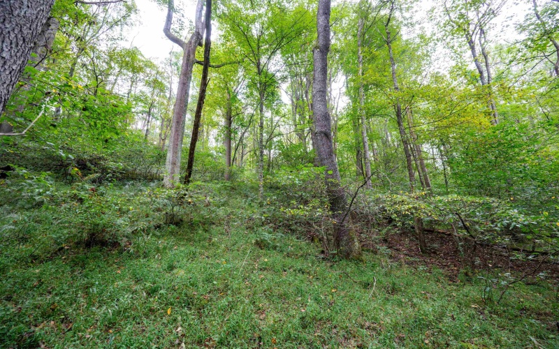 Lot 1 Saltlick Road, Rowlesburg, West Virginia 26425, 0 , 0 ,0,Lots/land,For Sale,Saltlick,0,10166982