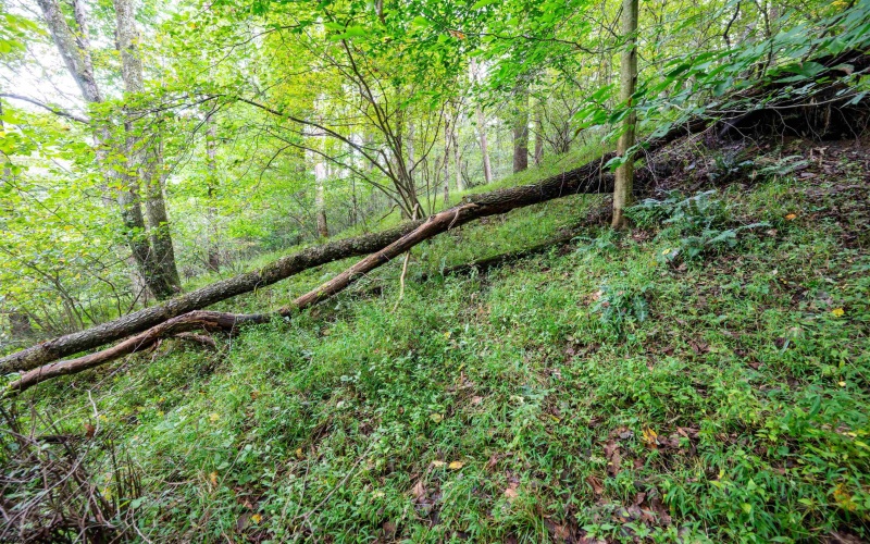 Lot 1 Saltlick Road, Rowlesburg, West Virginia 26425, 0 , 0 ,0,Lots/land,For Sale,Saltlick,0,10166982