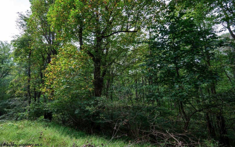 Lot 1 Saltlick Road, Rowlesburg, West Virginia 26425, 0 , 0 ,0,Lots/land,For Sale,Saltlick,0,10166982