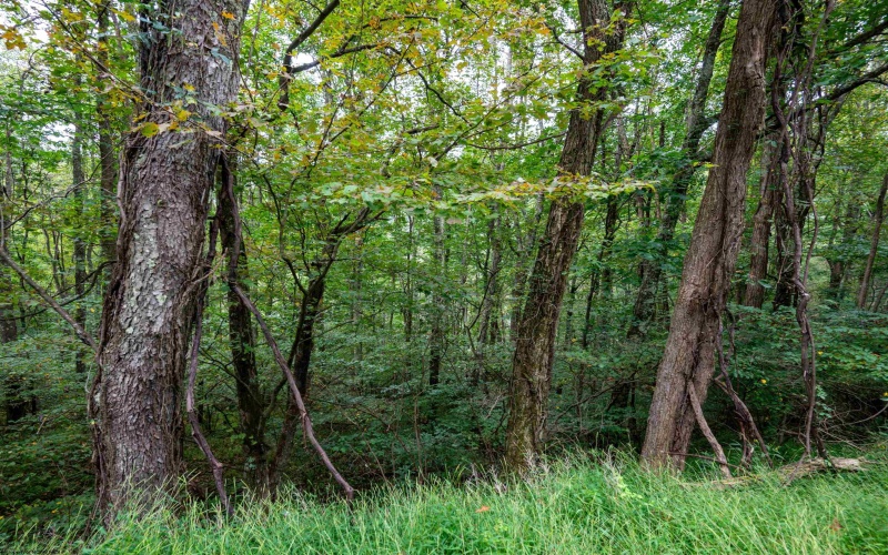 Lot 1 Saltlick Road, Rowlesburg, West Virginia 26425, 0 , 0 ,0,Lots/land,For Sale,Saltlick,0,10166982
