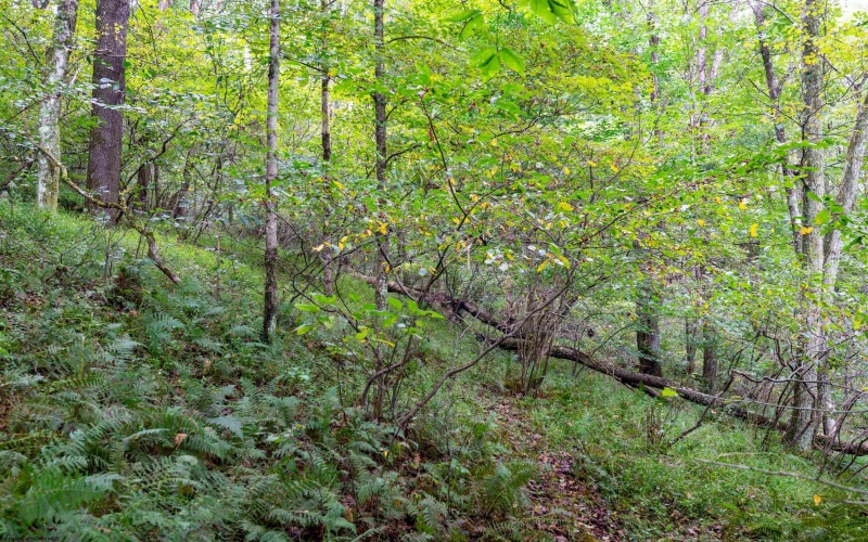 Lot 1 Saltlick Road, Rowlesburg, West Virginia 26425, 0 , 0 ,0,Lots/land,For Sale,Saltlick,0,10166982