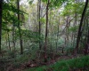 Lot 1 Saltlick Road, Rowlesburg, West Virginia 26425, 0 , 0 ,0,Lots/land,For Sale,Saltlick,0,10166982