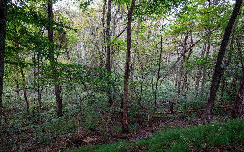 Lot 1 Saltlick Road, Rowlesburg, West Virginia 26425, 0 , 0 ,0,Lots/land,For Sale,Saltlick,0,10166982