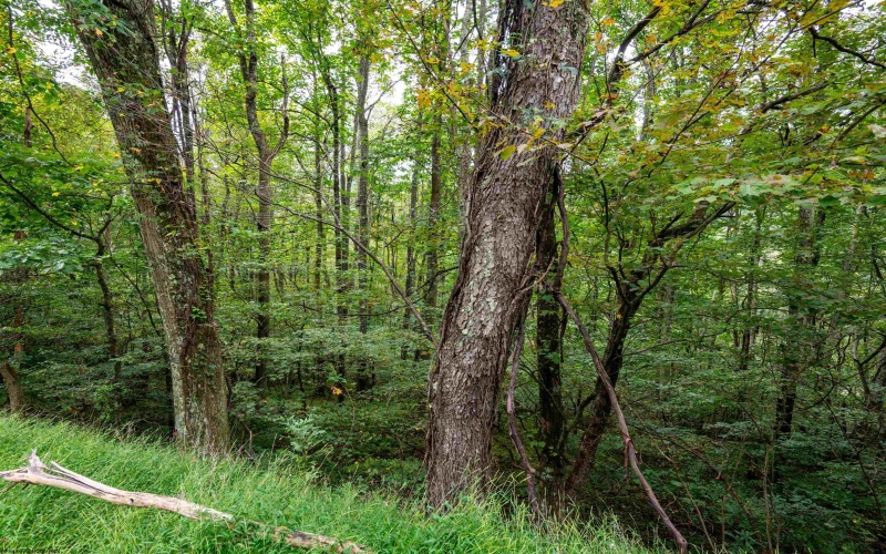 Lot 1 Saltlick Road, Rowlesburg, West Virginia 26425, 0 , 0 ,0,Lots/land,For Sale,Saltlick,0,10166982