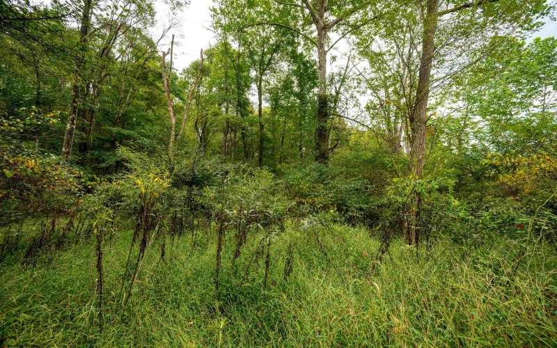Lot 1 Saltlick Road, Rowlesburg, West Virginia 26425, 0 , 0 ,0,Lots/land,For Sale,Saltlick,0,10166982