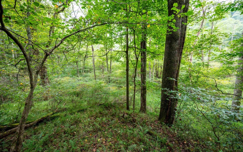 Lot 1 Saltlick Road, Rowlesburg, West Virginia 26425, 0 , 0 ,0,Lots/land,For Sale,Saltlick,0,10166982