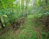 Lot 1 Saltlick Road, Rowlesburg, West Virginia 26425, 0 , 0 ,0,Lots/land,For Sale,Saltlick,0,10166982